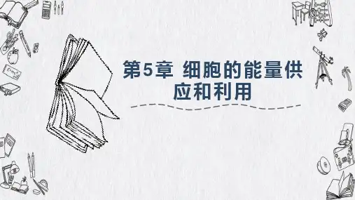 酶在细胞代谢中的作用