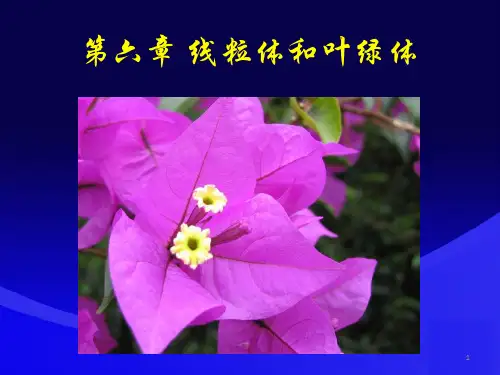 细胞生物学翟中和第四版 06 线粒体与叶绿体PPT参考课件