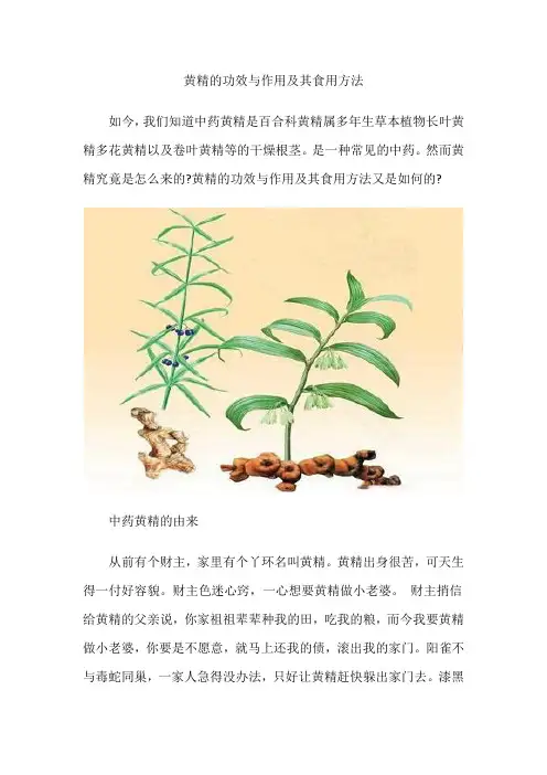 黄精的功效与作用及其食用方法