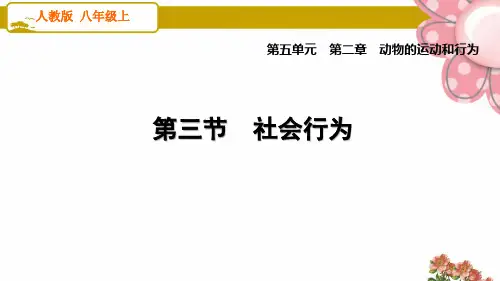 人教版八年级生物上册2.3 社会行为