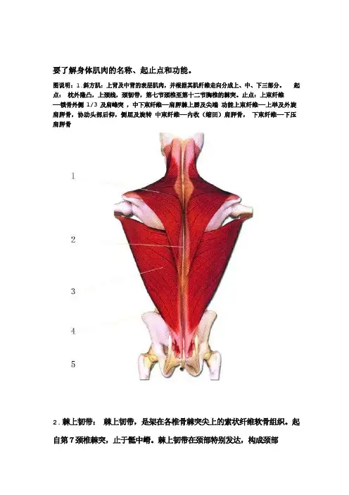 半小时图懂人体肌肉彩图