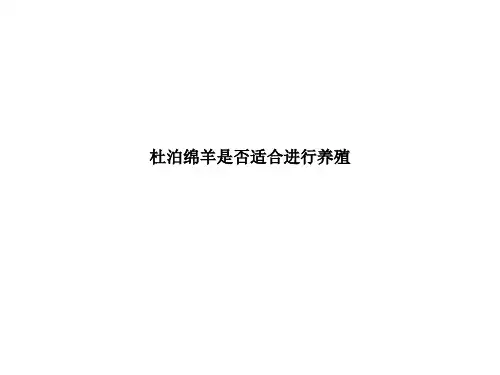 杜泊绵羊是否适合进行养殖