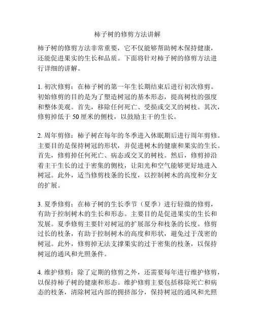 柿子树的修剪方法讲解