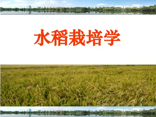 作物栽培学：水稻栽培学