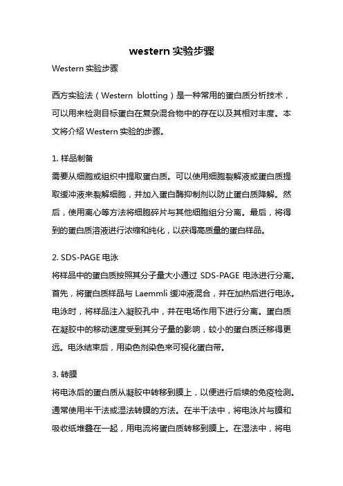 western实验步骤