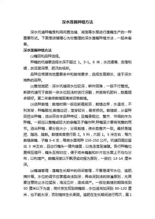 深水莲藕种植方法