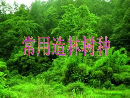 主要造林树种