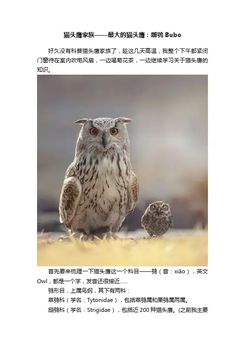 猫头鹰家族——最大的猫头鹰：雕鸮Bubo