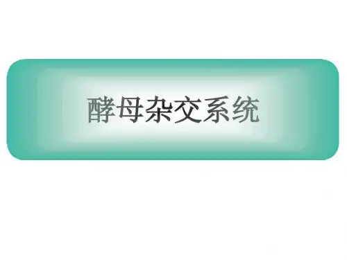 酵母杂交课件