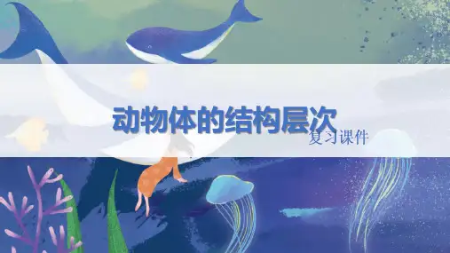 人教版七年级生物上册 《动物体的结构层次》精品复习课件