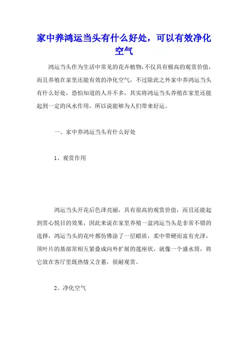 家中养鸿运当头有什么好处,可以有效净化空气