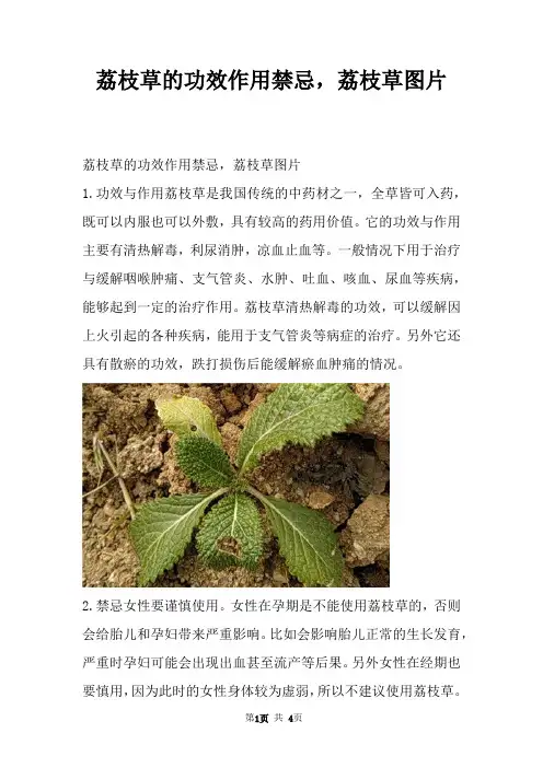 荔枝草的功效作用禁忌，荔枝草图片