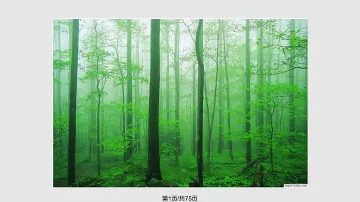 木材及加工工艺PPT课件