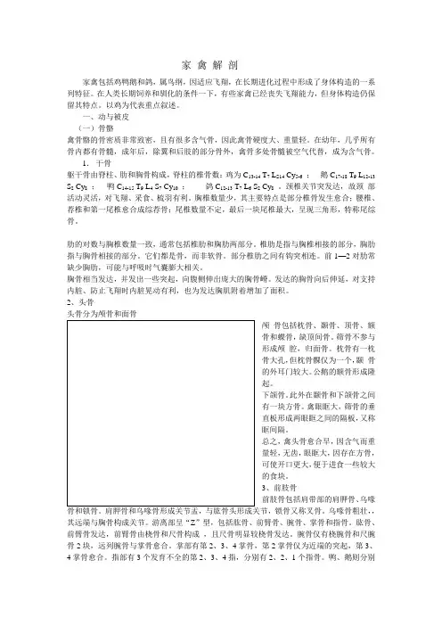 家禽解剖