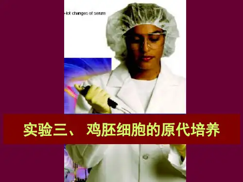 实验三、鸡胚细胞的原代培养(改进)