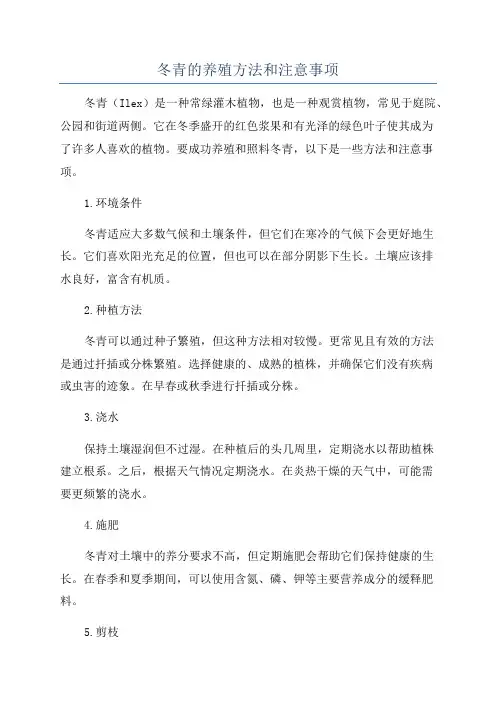 冬青的养殖方法和注意事项