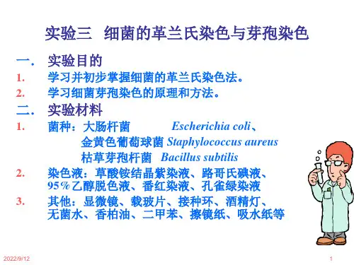微生物学实验3 细菌革兰氏染色和芽孢染色