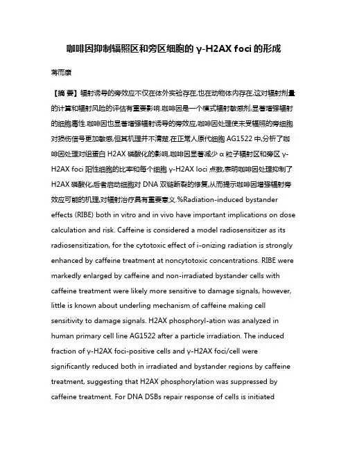 咖啡因抑制辐照区和旁区细胞的γ-H2AX foci的形成