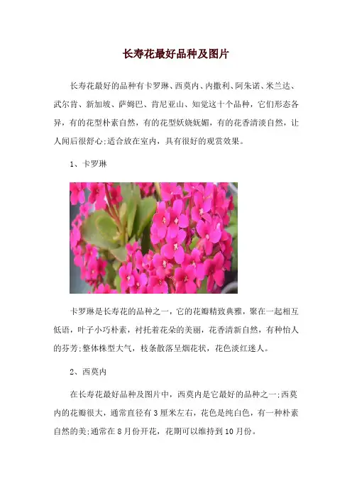 长寿花最好品种及图片