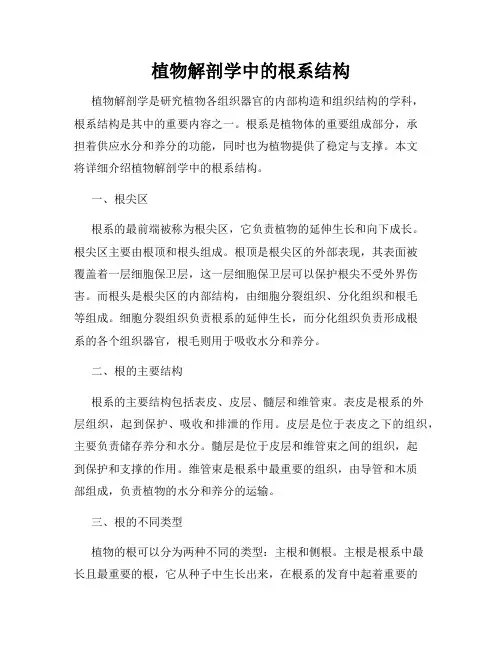 植物解剖学中的根系结构