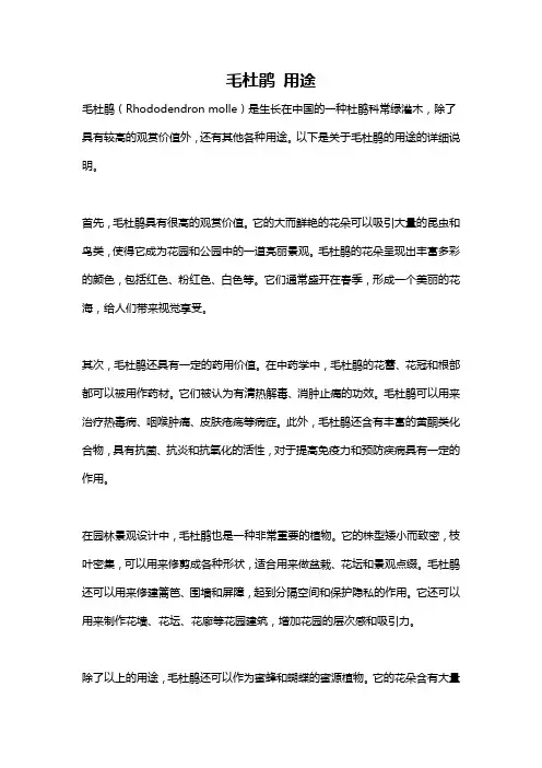 毛杜鹃 用途