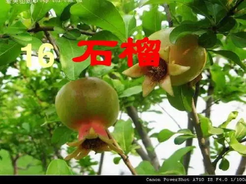 16 石榴