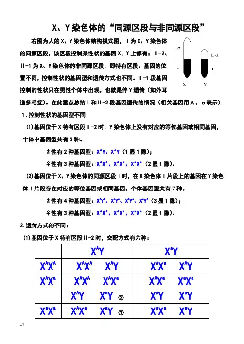 、y染色体的“同源区段与非同源区段”