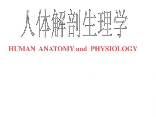 《人体解剖学百度版