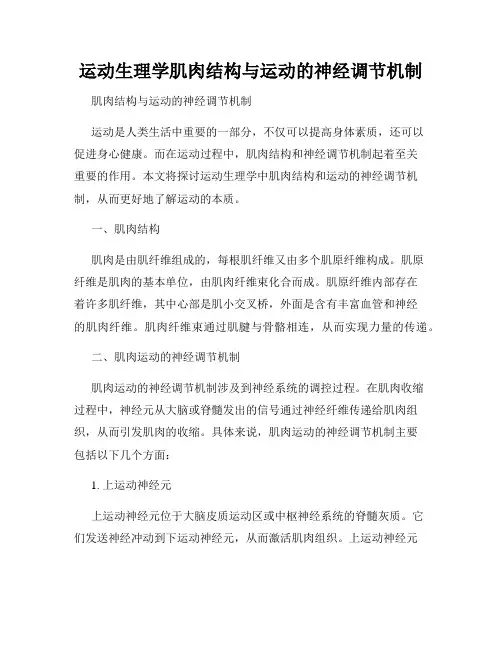 运动生理学肌肉结构与运动的神经调节机制