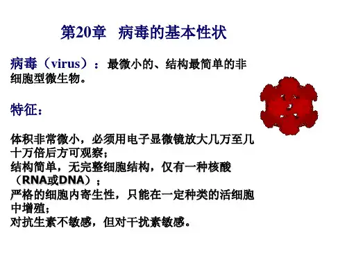 医学微生物学第20章病毒的基本性状课件