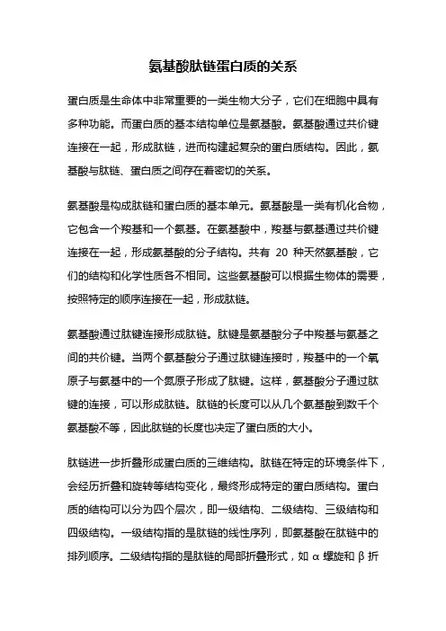 氨基酸肽链蛋白质的关系