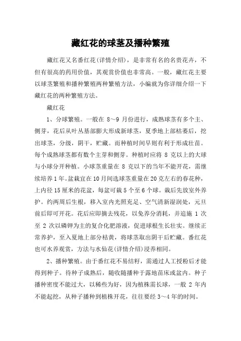 藏红花的球茎及播种繁殖
