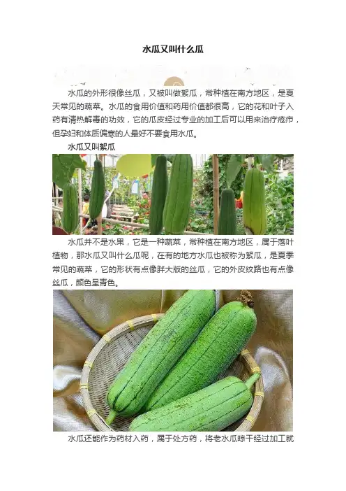 水瓜又叫什么瓜