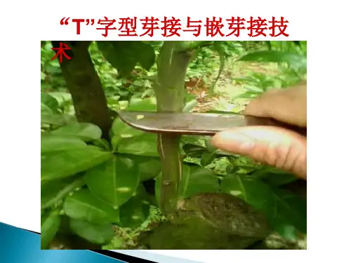 芽接技术