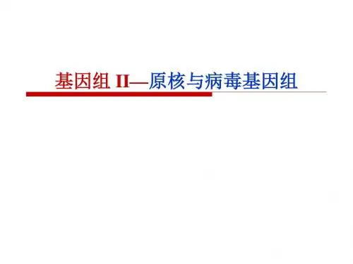 原核及病毒基因组