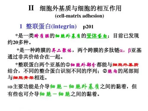 细胞连接