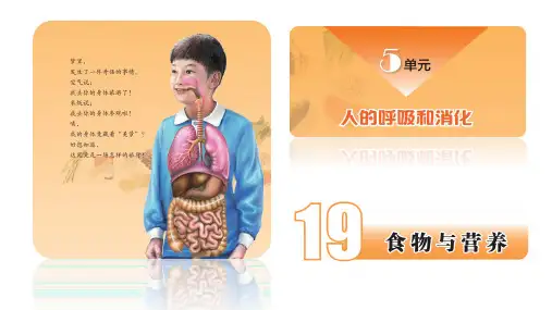 三年级上册3.19食物与营养课件(19张PPT)