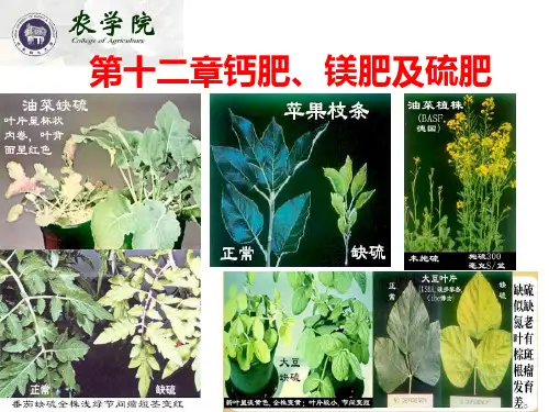 第十二章植物的钙、镁、硫营养及钙、镁、硫肥
