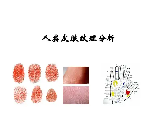人类皮纹的观察分析