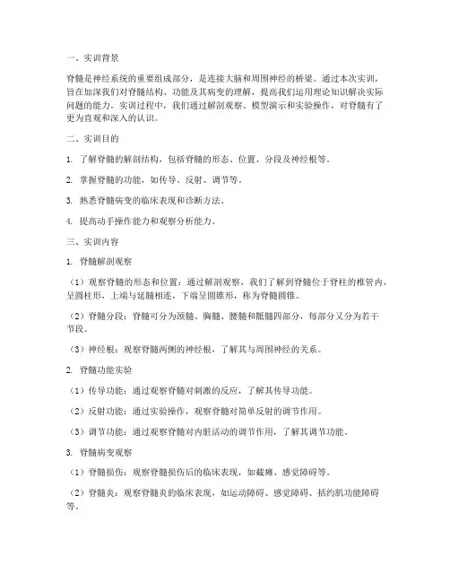 神经系统脊髓的实训报告