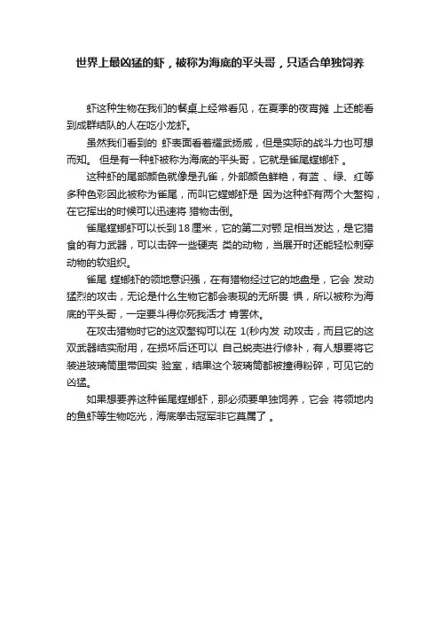 世界上最凶猛的虾，被称为海底的平头哥，只适合单独饲养
