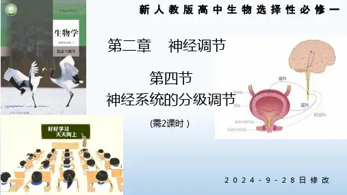人教版高中生物选择性必修一  第2章第4节 神经系统的分级调节 新课课件