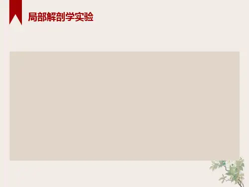 局部解剖学实验