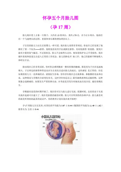 怀孕五个月胎儿图