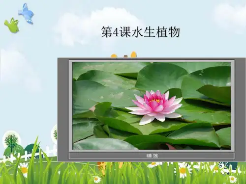 新版三年级上册科学课件-1.4观察水生植物 教科版(共28张PPT)演示课件