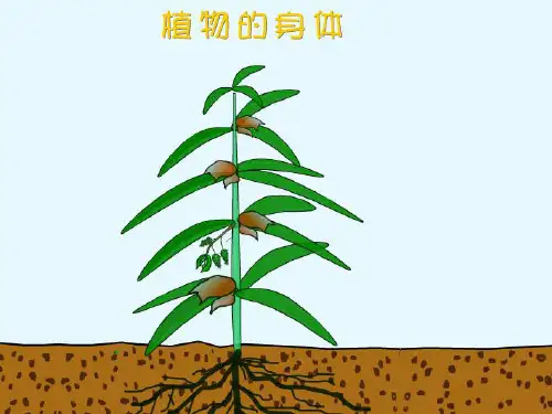 青岛版小学科学教学课件四年级上册《1 植物的身体》 7