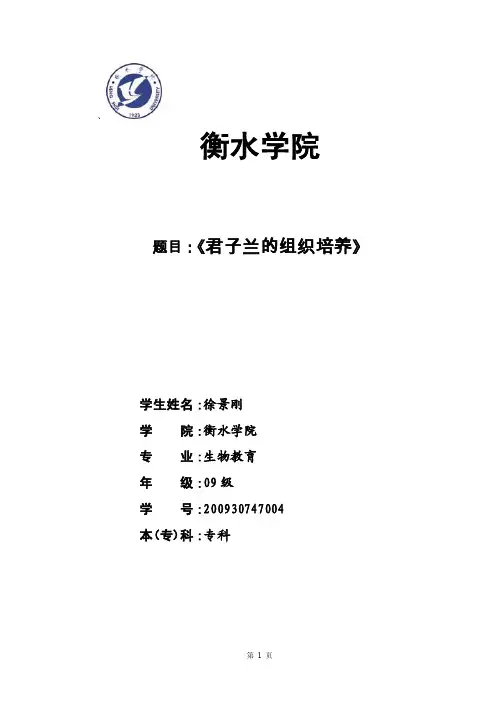 君子兰的组织培养