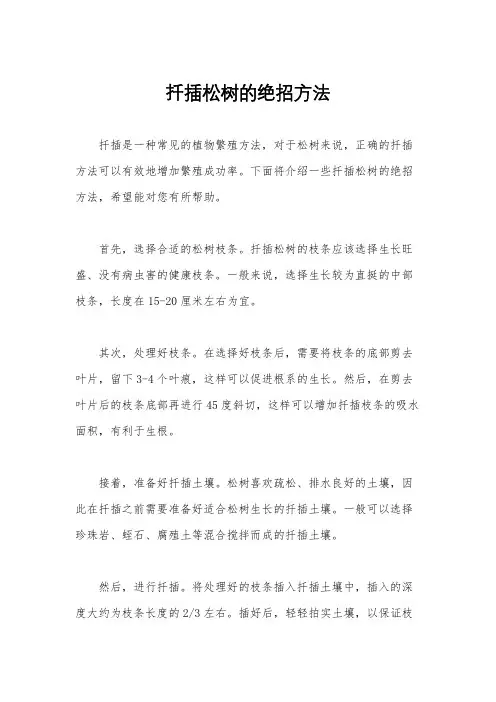 扦插松树的绝招方法