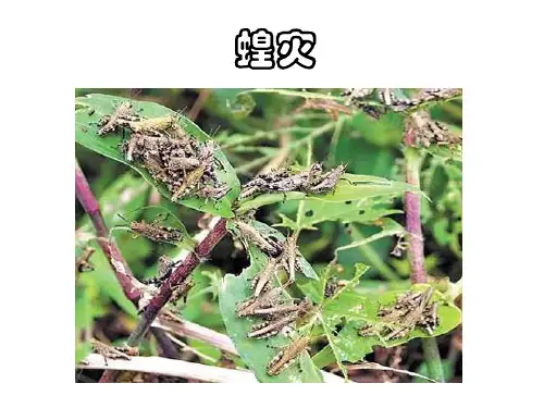 种群数量增长方式
