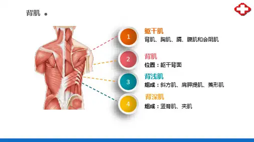 肌学—躯干肌(正常人体结构课件)